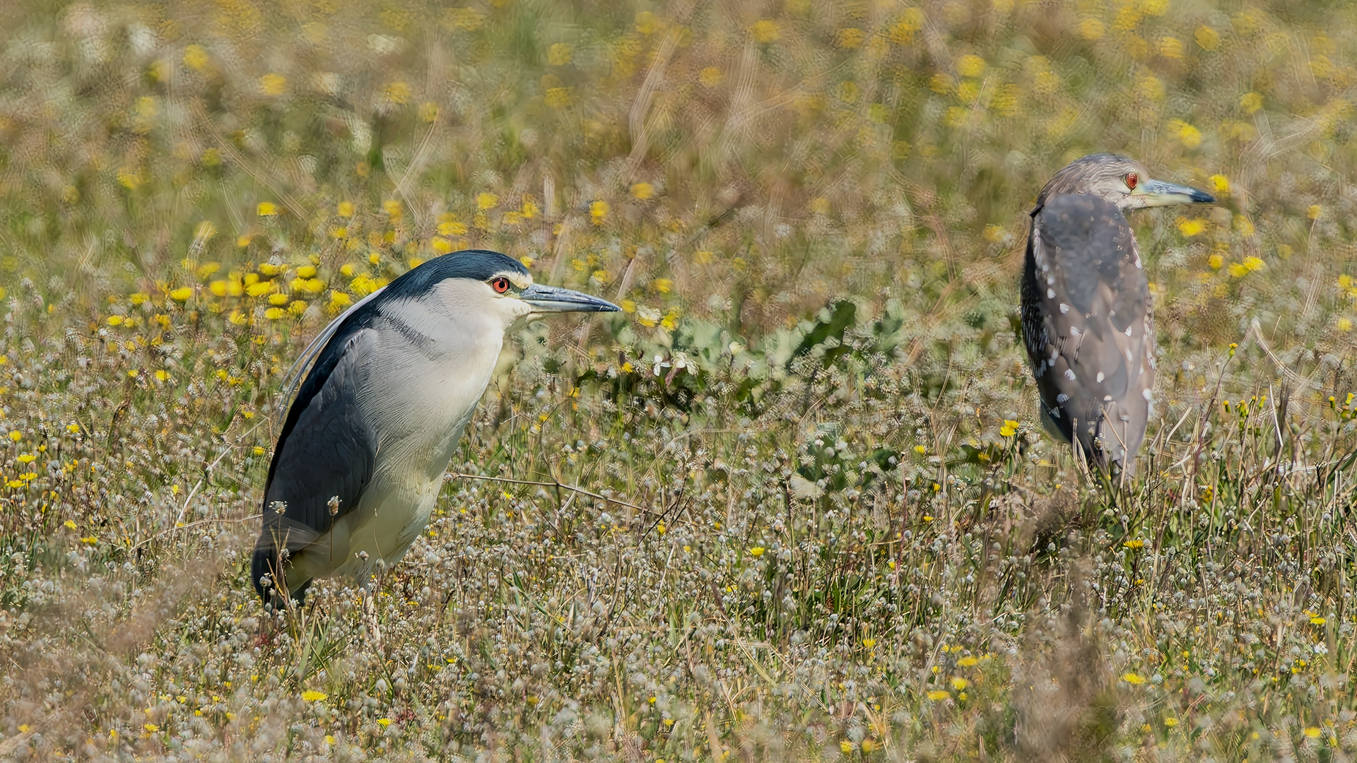Black-crowned Night-Heron — Ana fotoğraf